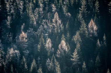 güzel manzara ile sonbahar orman