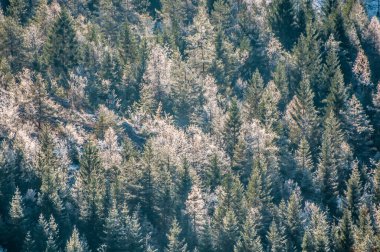 güzel manzara ile sonbahar orman
