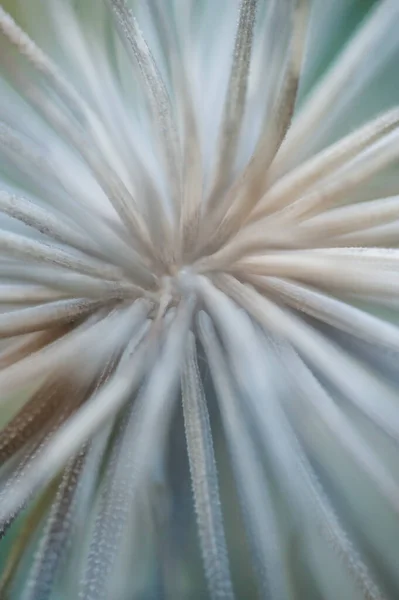 Dandelion Seeds Close Flora — Stockfoto