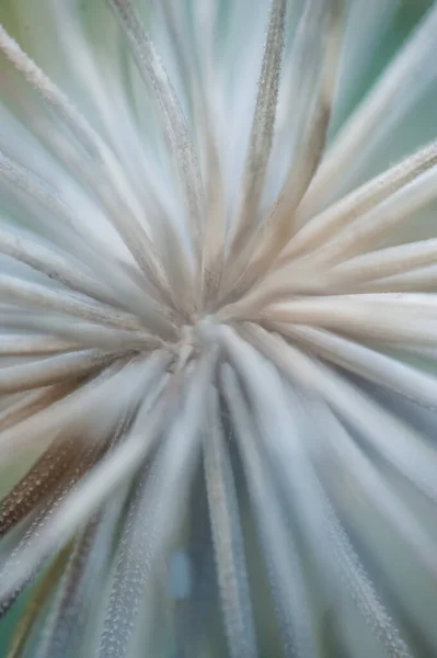 Dandelion Seeds Close Flora — Stockfoto