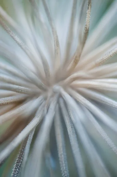 Dandelion Seeds Close Flora — 스톡 사진