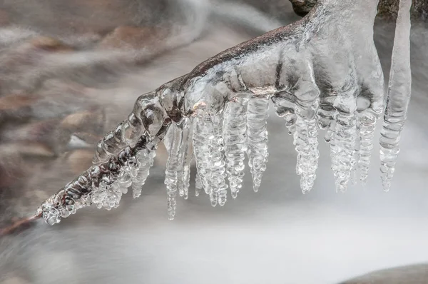 Frozen Iced Branch Close — Photo