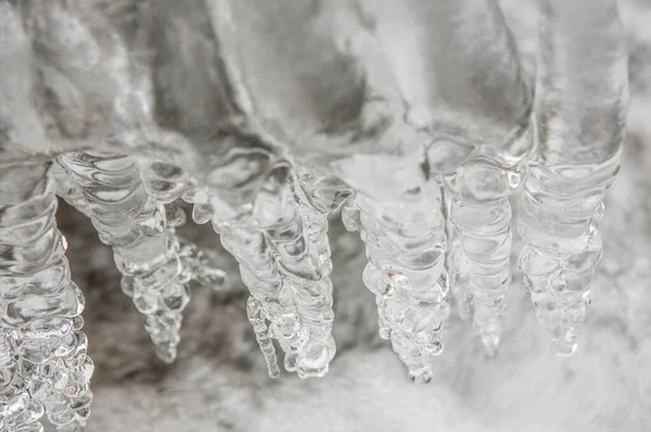 frozen iced branch, close up