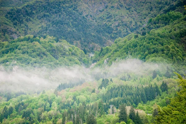 Trees Fog Nature — Stockfoto