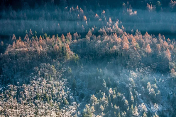 Красивый Пейзаж Осенним Лесом — стоковое фото