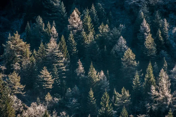 Güzel Manzara Ile Sonbahar Orman — Stok fotoğraf