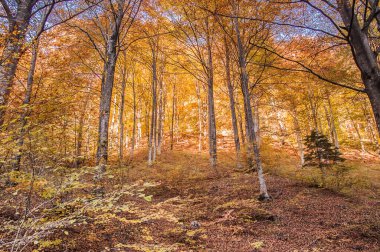 sonbahar orman, ağaçlar Sarı yaprakları ile
