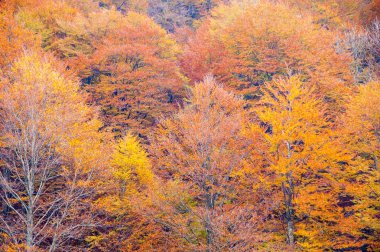 sonbahar orman, ağaçlar Sarı yaprakları ile