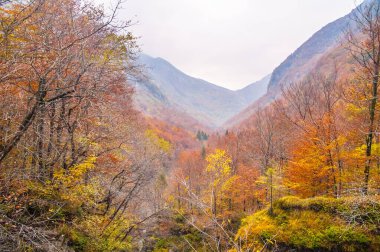 beautiful landscape with autumn forest, nature