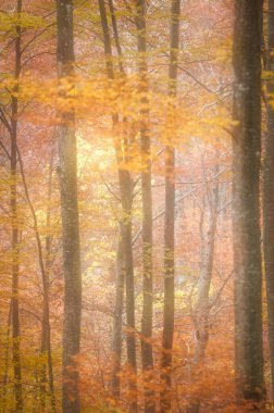 sonbahar orman, ağaçlar Sarı yaprakları ile