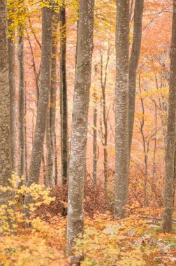 sonbahar orman, ağaçlar Sarı yaprakları ile