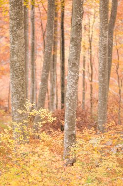 sonbahar orman, ağaçlar Sarı yaprakları ile