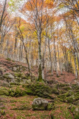 sonbahar orman, ağaçlar Sarı yaprakları ile