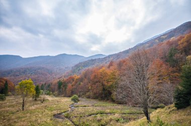 beautiful landscape with autumn forest, nature