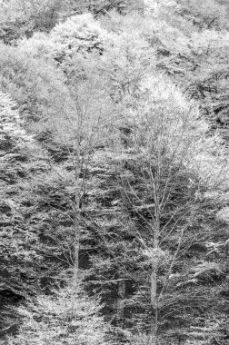 beautiful landscape autumn forest, nature