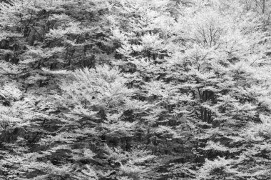 beautiful landscape autumn forest, nature