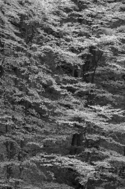 beautiful landscape autumn forest, nature