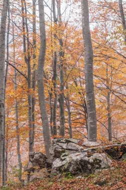 sonbahar orman, ağaçlar Sarı yaprakları ile