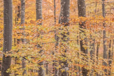 sonbahar orman, ağaçlar Sarı yaprakları ile