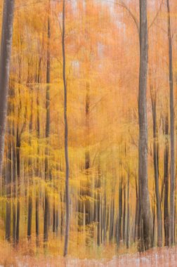 sonbahar orman, ağaçlar Sarı yaprakları ile