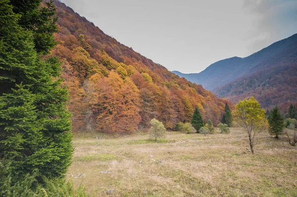Beautiful Landscape Autumn Forest Nature — ストック写真