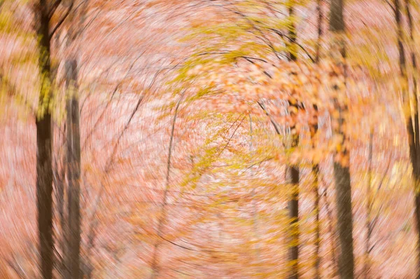 Herbstwald Bäume Mit Gelben Blättern — Stockfoto