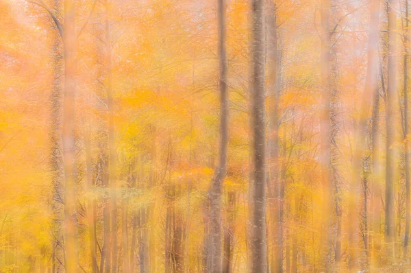 Осенний Лес Деревья Желтыми Листьями — стоковое фото