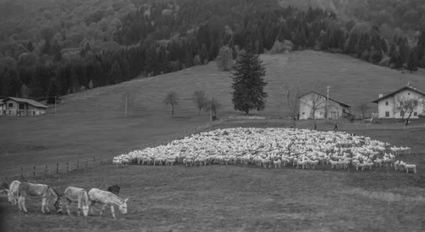 Troupeau Moutons Dans Paysage Rural Noir Blanc — Photo