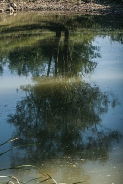 Ağaçların yansımasıyla ormandaki nehir 