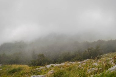 trees in the fog, nature
