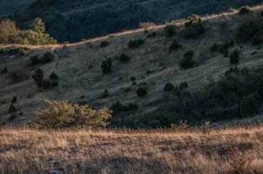 brushwood at sunset, meadow, sunset