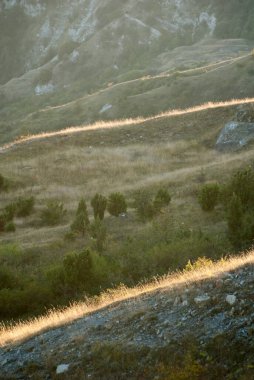 brushwood at sunset, meadow, sunset