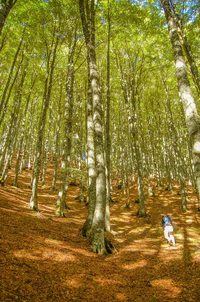 Człowiek Zbiera Grzyby Jesiennym Lesie — Zdjęcie stockowe