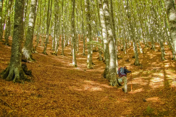 Muž Sbírá Houby Podzimním Lese — Stock fotografie