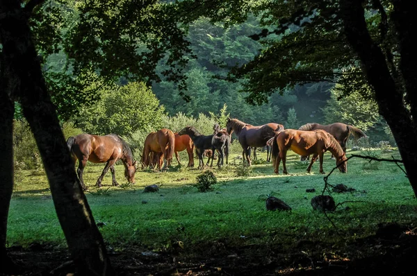 herd of horses grazing grass, wild horses, wild herd, indian horses