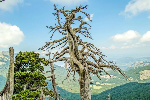 Rare Loricato Pine Species Mountains — Stock Photo, Image