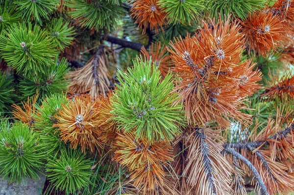 Loricato Pine Pines Forest — Foto de Stock