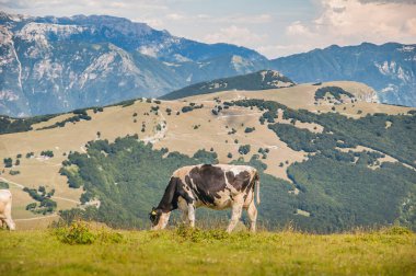 alpine cow, black and white cow