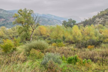 forest, trees, fall, nature