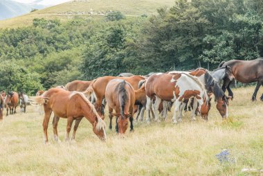 Otlayan at sürüsü, yabani atlar, vahşi sürüler, Hint atları.