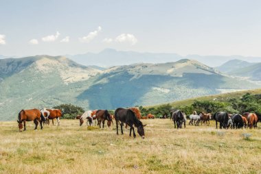 Otlayan at sürüsü, yabani atlar, vahşi sürüler, Hint atları.