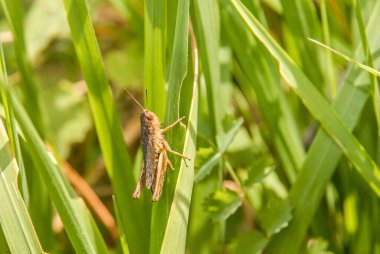 cricket insect on grass