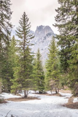 çam ormanları ve kayalar
