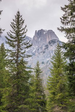 çam ormanları ve kayalar