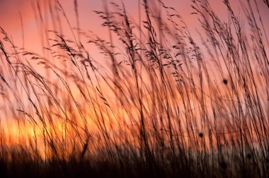 sunset and grass, colorful sunset