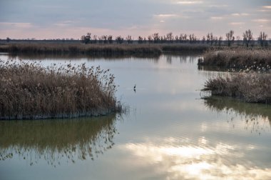 Bataklıkta gün batımı, bataklıkta gün batımı, gölet, vahşi rezerv, lagün rezervi