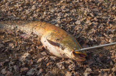 fishing for wels catfish, torpedo fish, fishing on the lagoon, fishing for freshwater fish