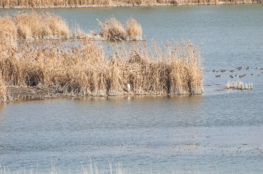 birds hide in the canes, cane field in the lagoon, lagoon reserve