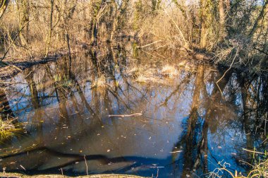 underwater forest in the lagoon, trees underwater, lagoon reserve