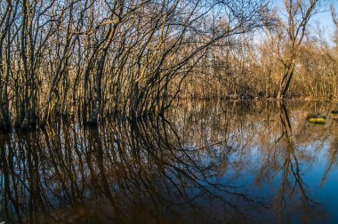 underwater forest in the lagoon, trees underwater, lagoon reserve